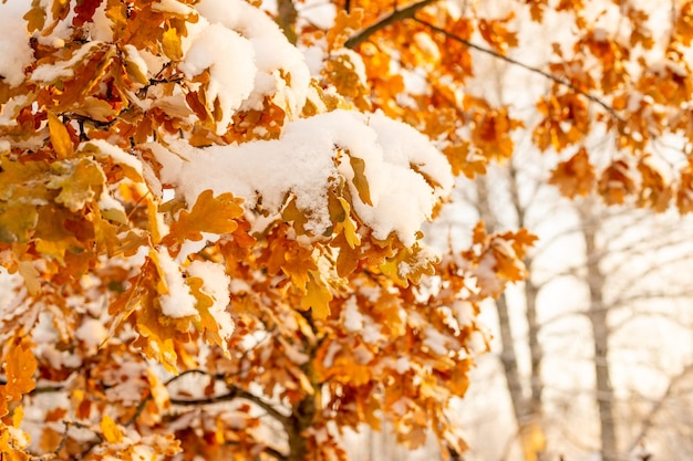 Dry oak leaves on a branch in the winter forest Sunset illuminates dry oak leaves in the winter forestSnowcovered branchesColorful natural landscape