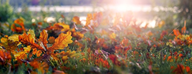 Dry oak leaves in the forest on the grass near the river in sunny weather