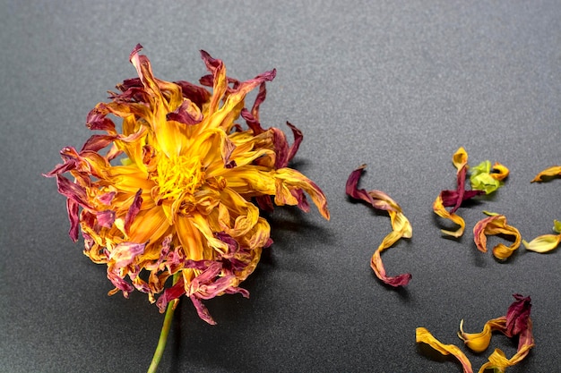 Dry old dahlia flower on dark background. Sadness or loss concept