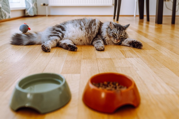 Dry pet food, feeding and caring for cats