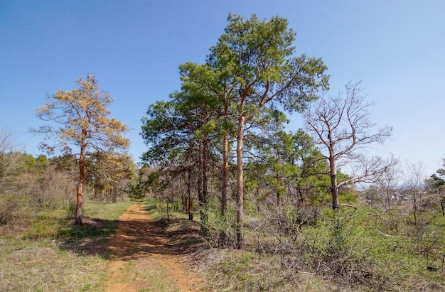 Dry pine forest Spruce died of disease in the forest dead pines in the forest