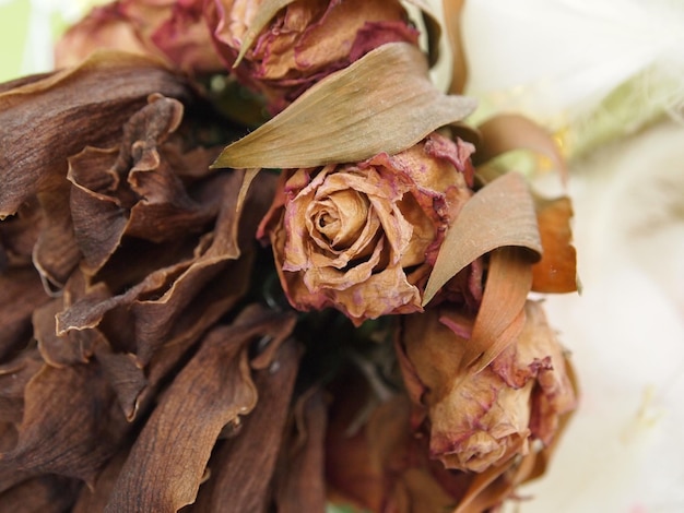 Dry pink roses Bouquet of flowers