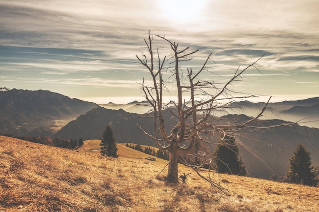 Dry plant in hilly landscape