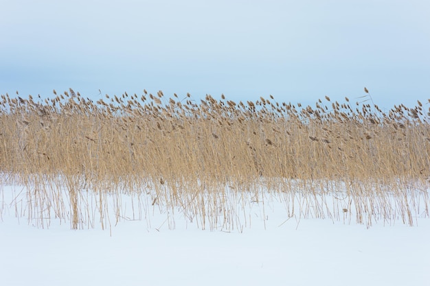 Dry plant reeds on on covered snow lake against blue sky natural winter background