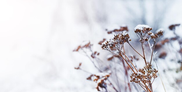 Photo dry plants covered with snow and ice in a field on a light background