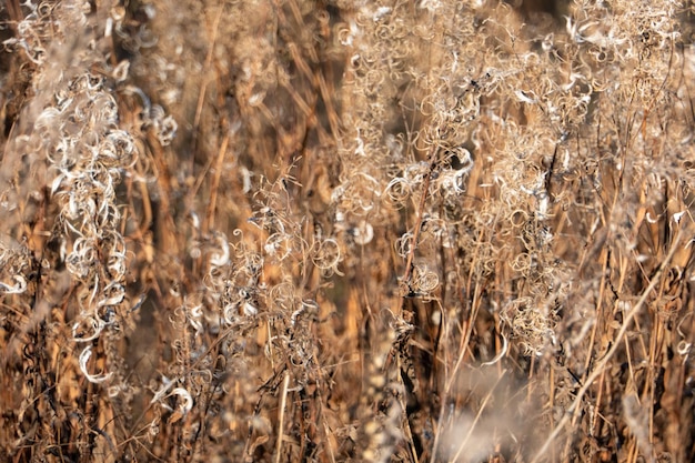 Dry reed against clear light blue sky on sunny day outdoors Abstract natural background in neutral colors Minimal trendy pampas grass panicles Selective focus