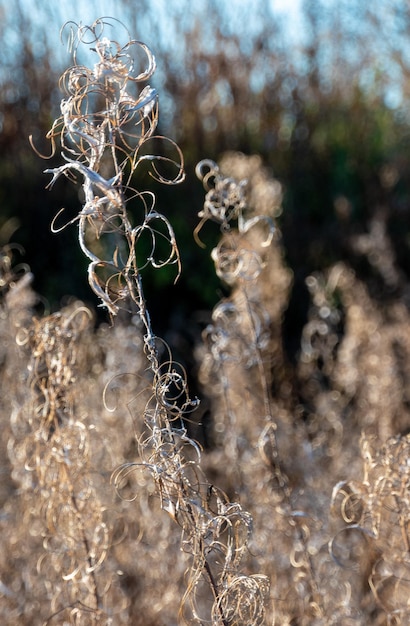 Dry reed against clear light blue sky on sunny day outdoors Abstract natural background in neutral colors Minimal trendy pampas grass panicles Selective focus