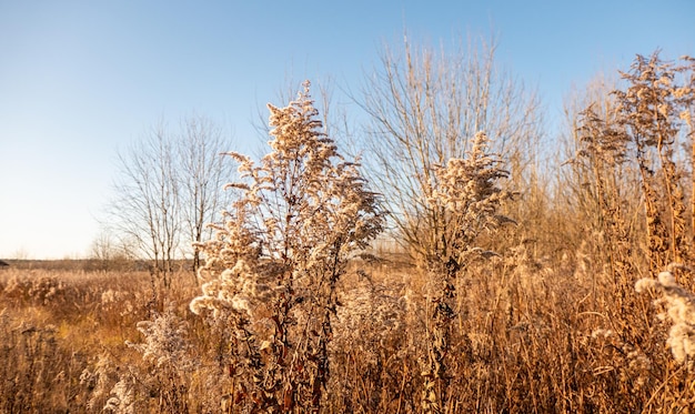 Dry reed against clear light blue sky on sunny day outdoors Abstract natural background in neutral colors Minimal trendy pampas grass panicles Selective focus