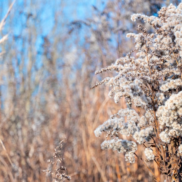 Dry reed against clear light blue sky on sunny day outdoors Abstract natural background in neutral colors Minimal trendy pampas grass panicles Selective focus