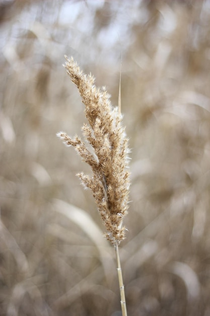 Dry reed outdoor in light pastel colors reed layer reed seeds Beige reed grass pampas grass