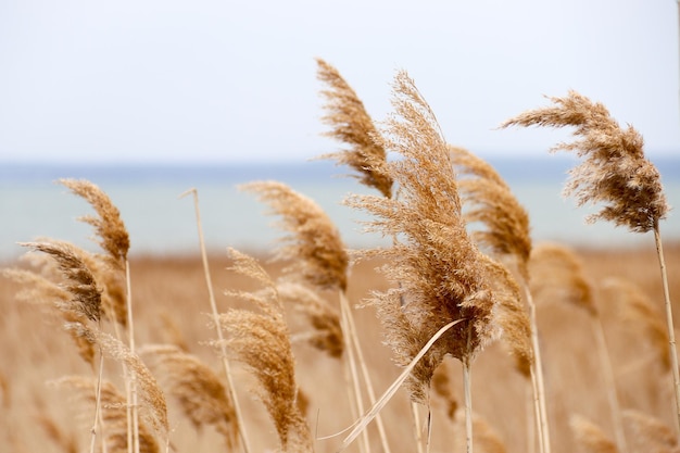 Dry reed outdoor in light pastel colors reed layer reed seeds Beige reed grass pampas grass