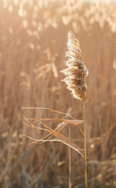 Dry reed outdoor in light pastel colors reed layer reed seeds Beige reed grass pampas grass