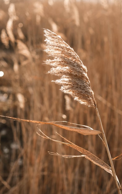 Dry reed outdoor in light pastel colors reed layer reed seeds Beige reed grass pampas grass