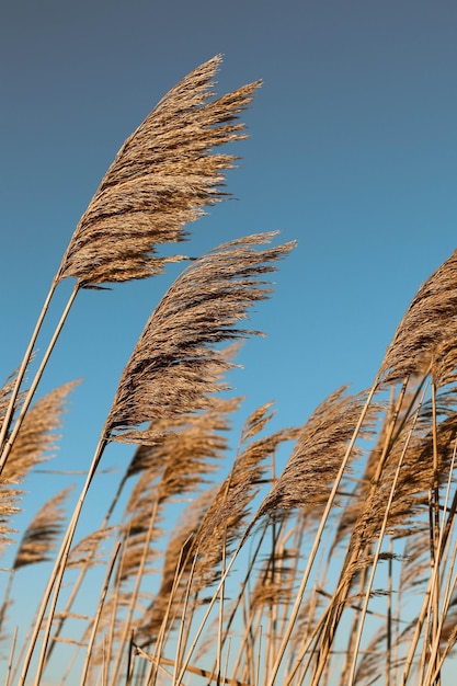 Dry reed outdoor in light pastel colors reed layer reed seeds Beige reed grass pampas grass