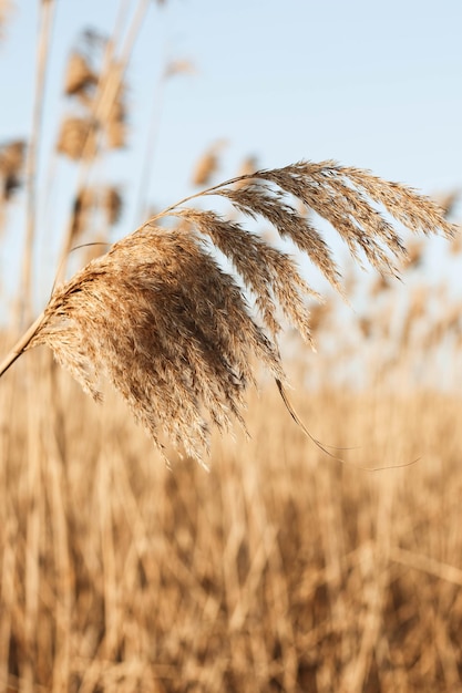 Dry reed outdoor in light pastel colors reed layer reed seeds Beige reed grass pampas grass