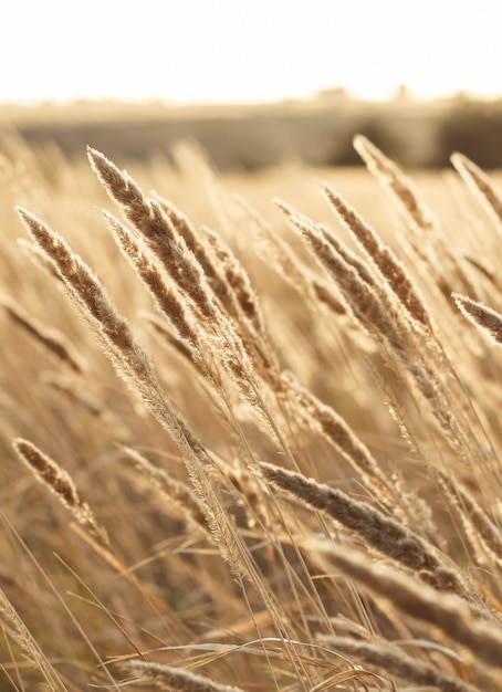 Dry reed outdoor in light pastel colors reed layer reed seeds Beige reed grass pampas grass