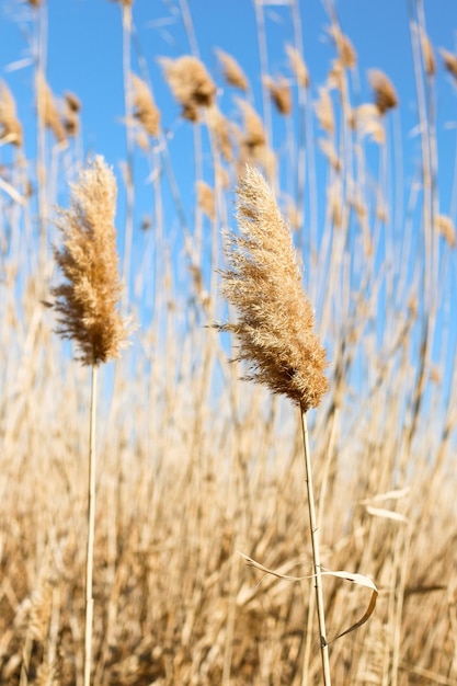 Dry reed outdoor in light pastel colors reed layer reed seeds Beige reed grass pampas grass