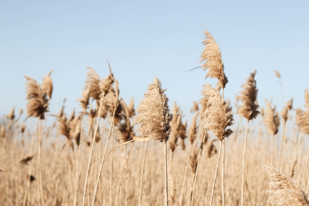 Dry reed outdoor in light pastel colors reed layer reed seeds Beige reed grass pampas grass