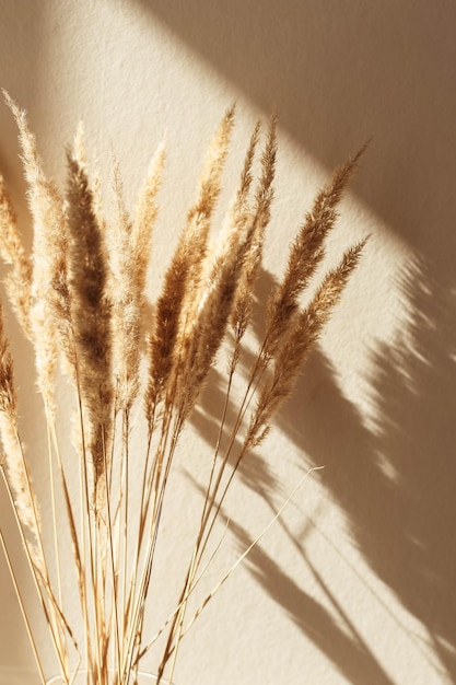 Dry reed outdoor in light pastel colors reed layer reed seeds Beige reed grass pampas grass