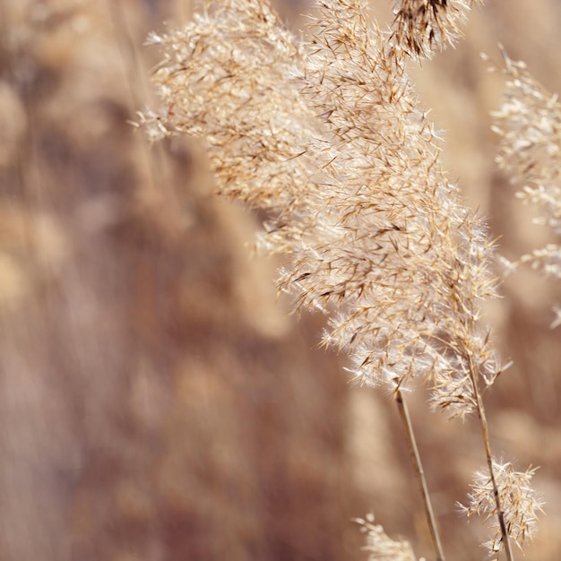 Dry reeds as beauty nature background reed seeds close up Abstract natural backdrop Beautiful