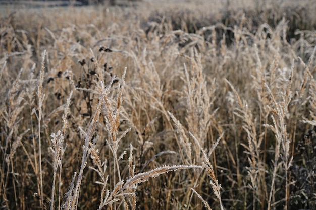 Dry reeds boho style Fluffy stems of tall grass in winter Concept nature in detail at end of autumn