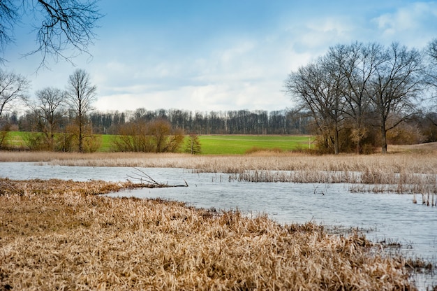 Photo dry reeds on the shores of the reservoir, then a green field of winter wheat and trees. early spring, wide angle.