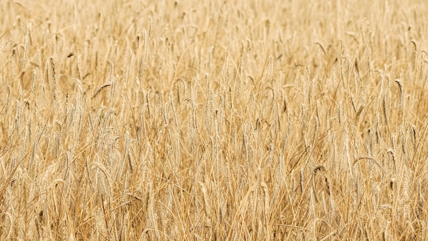 Dry ripe rye spicas of meadow field Rural scenery natural background Agriculture harvest concept