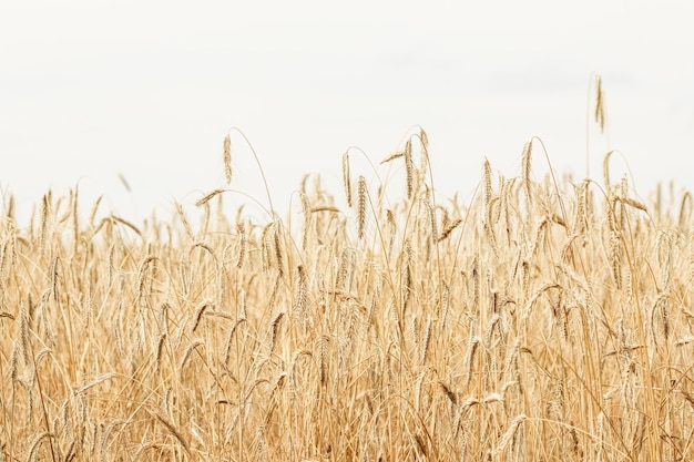 Dry ripe rye spicas of meadow field Rural scenery natural background Agriculture harvest concept