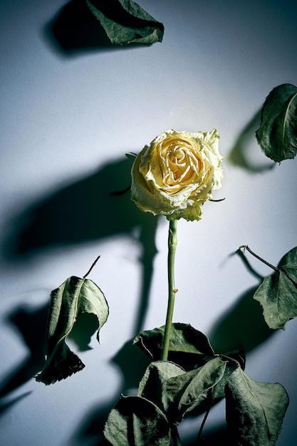 A dry rose on a gray background with hard light