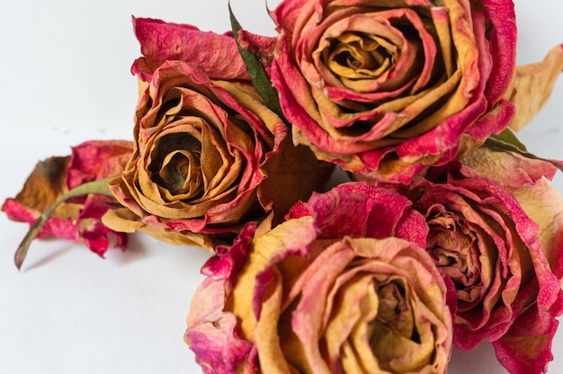 Dry roses