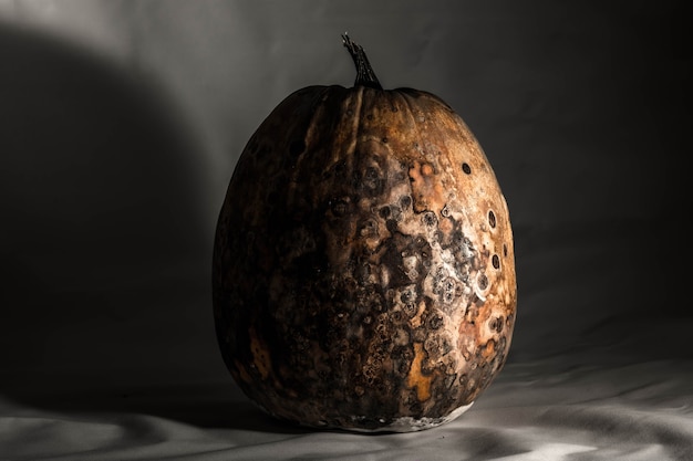 Dry and rotten pumpkin on a black white background spoiled vegetable Sinister food