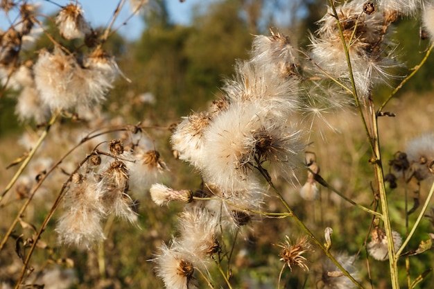 Dry seed creeping thistle white fluffy Wild flowers