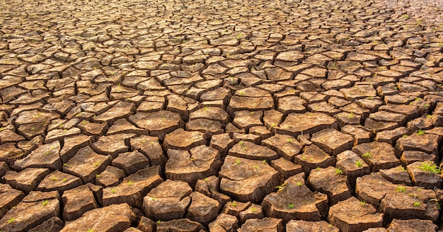 Dry soil results from lack of water.