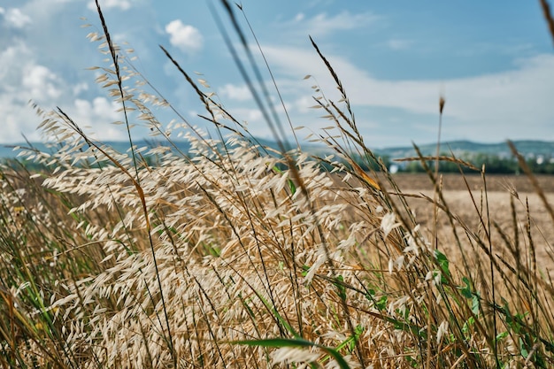 Dry steppe grass on the background of a plowed field arable land after harvest closeup background idea or screensaver about earth ecology and soil erosion Growing organic products