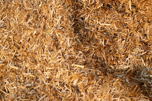 Dry straw agriculture background, Dry straw texture background.