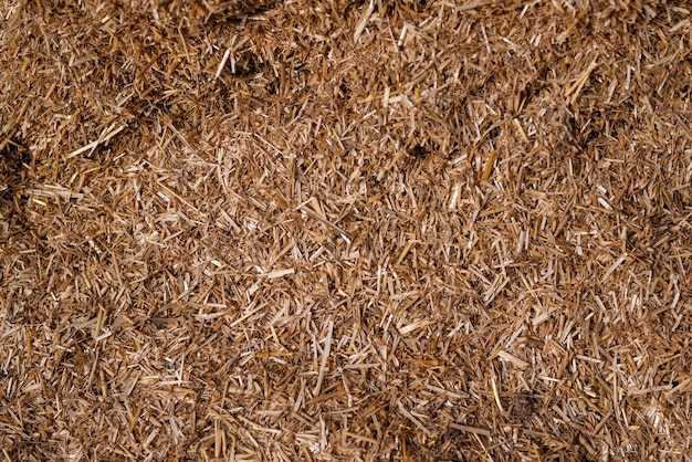 Dry straw agriculture background Dry straw texture background