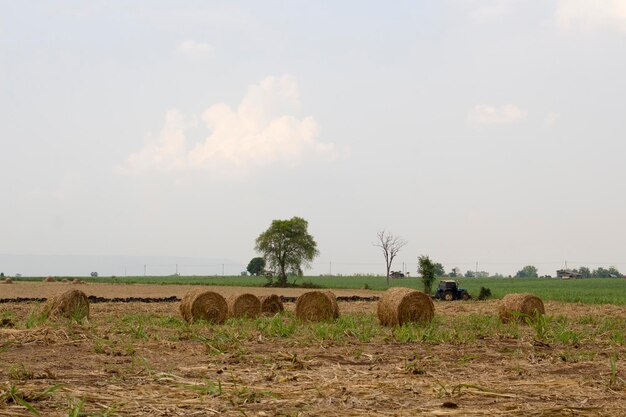 Dry sugarcane leaves roll on the farm