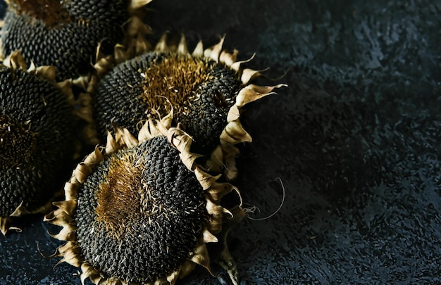 Dry sunflower on a dark white background Dried sunflower seeds Seeds