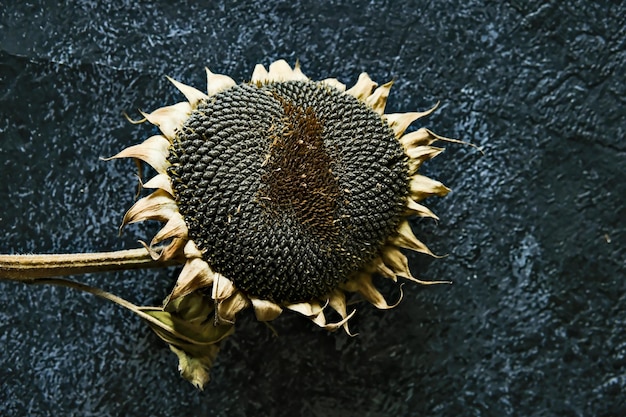 Dry sunflower on a dark white background Dried sunflower seeds Seeds