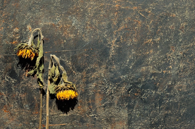 Dry sunflower flowers on dark textured grunge background Floral autumn fall banner with copyspace