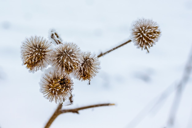 Dry thistle branch, covered with frost, on snow background_