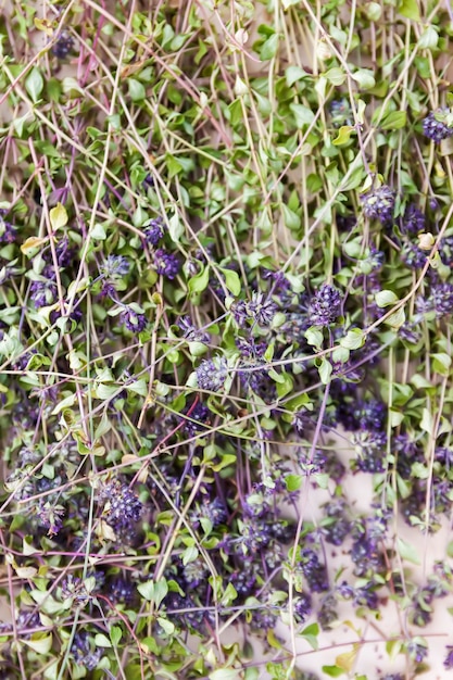 Dry thyme plants for herbal tea and homeopathic medicine