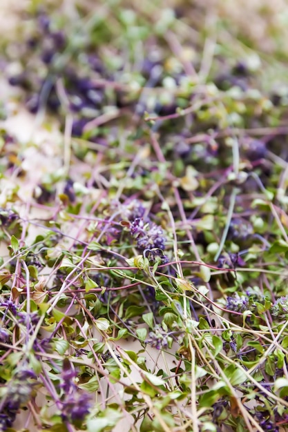 Dry thyme plants for herbal tea and homeopathic medicine