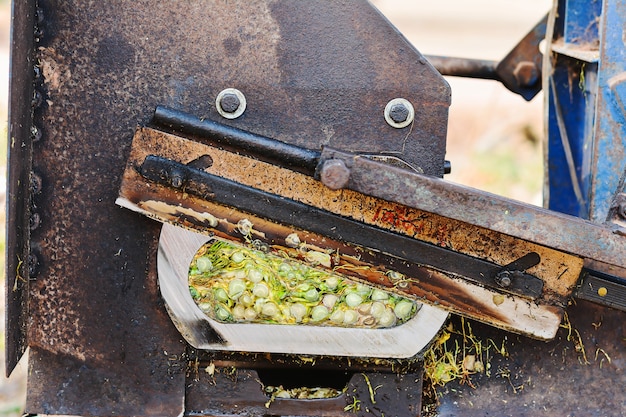  dry tobacco leaves in cutting machine,  cutting process