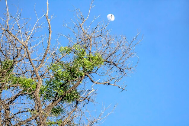 Dry tree against the sky