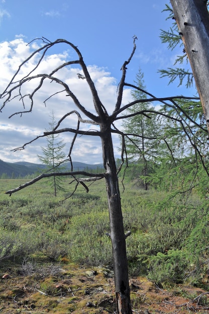 Dry tree against the tundra