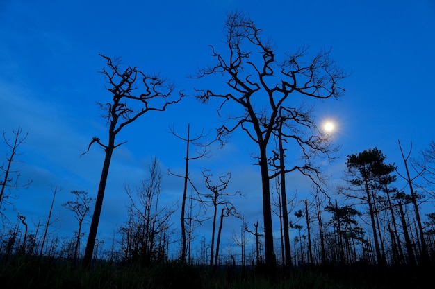 Dry tree and blue sky in the evening at Phu Kradueng National Park, Thailand.