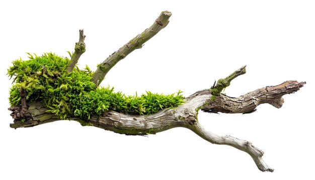 Dry tree branch with moss isolated on white