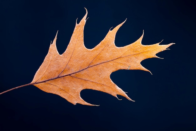 Dry tree leaves, stacked together tree foliage dried for storage and decoration