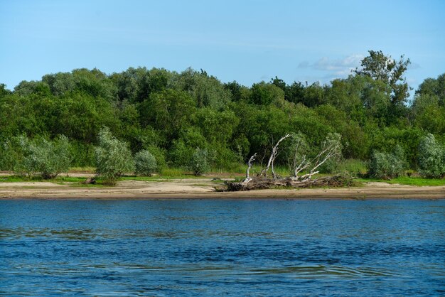 Dry tree lies on the bank of the river